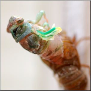 Photo: Cicada 03b HiRes