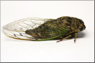 Photo: Cicada 01 LowRes