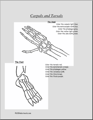 Bone Diagrams: Carpals and Tarsals