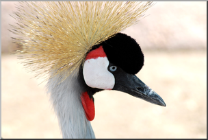 Photo: Great Crested Crane 01 HiRes