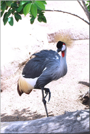 Photo: Great Crested Crane 02a LowRes
