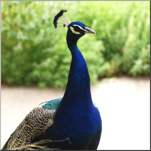 Photo: Peacock 03b HiRes