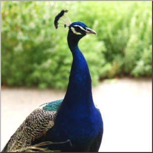 Photo: Peacock 03b LowRes
