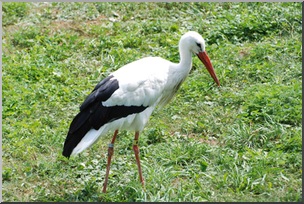 Photo: Stork 01a LowRes