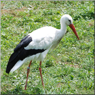 Photo: Stork 01b HiRes