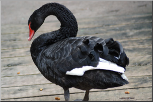 Photo: Black Swan 01 LowRes