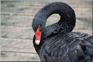 Photo: Black Swan 02a LowRes