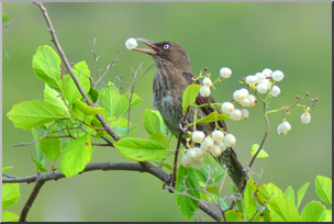 Photo: Bird Eating White Berries 01a HiRes