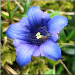 Photo: Blue Flower 01 HiRes