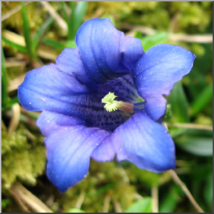 Photo: Blue Flower 01 LowRes