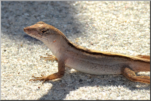 Photo: Brown Anole 01 HiRes
