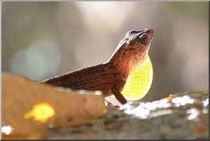 Photo: Brown Anole 02a HiRes