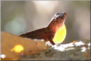 Photo: Brown Anole 02a LowRes