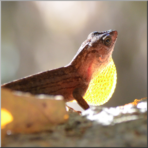 Photo: Brown Anole 02b HiRes