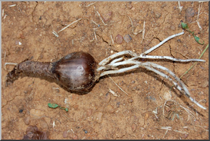 Photo: Plant Bulb Root 01 LowRes