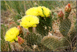 Photo: Cactus 01 HiRes