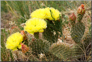 Photo: Cactus 01 LowRes
