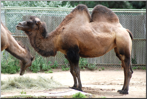 Photo: Camel: Bactrian 01 HiRes