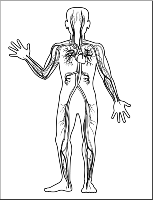 Clip Art: Human Anatomy: Cardiovascular System B&W Blank