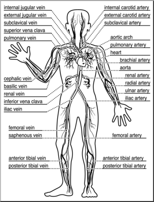 Clip Art: Human Anatomy: Cardiovascular System B&W Labeled