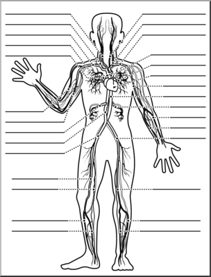 Clip Art: Human Anatomy: Cardiovascular System B&W Unlabeled