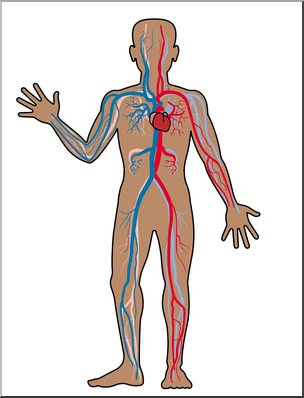 Clip Art: Human Anatomy: Cardiovascular System Color Blank