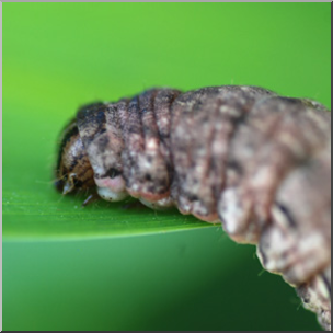 Photo: Caterpillar 03b LowRes