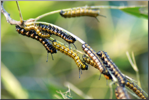 Photo: Caterpillar Swarm 01a LowRes