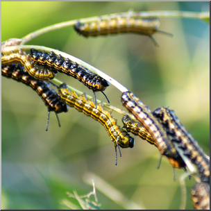 Photo: Caterpillar Swarm 01b HiRes