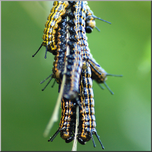 Photo: Caterpillar Swarm 02b HiRes