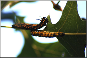 Photo: Caterpillar Swarm 03a LowRes