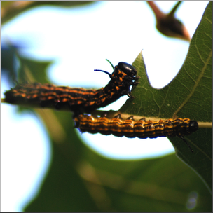 Photo: Caterpillar Swarm 03b HiRes