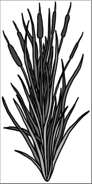 Clip Art: Plants: Cattail Grayscale
