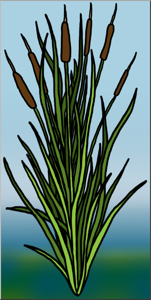Clip Art: Plants: Cattail Color 1