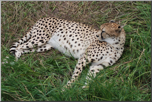 Photo: Cheetah 01 HiRes