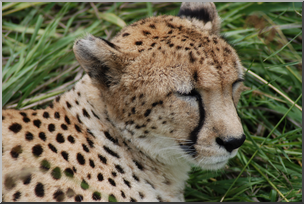 Photo: Cheetah 02 HiRes
