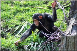 Photo: Chimpanzee Juvenile 01 HiRes