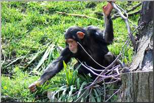 Photo: Chimpanzee Juvenile 01 LowRes