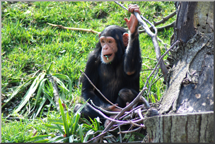 Photo: Chimpanzee Juvenile 02a HiRes