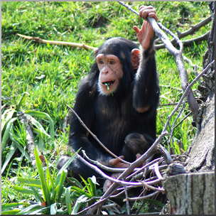 Photo: Chimpanzee Juvenile 02b HiRes