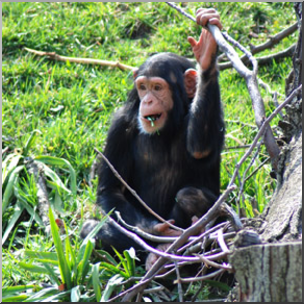 Photo: Chimpanzee Juvenile 02b LowRes
