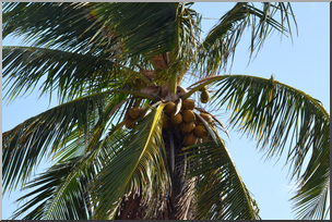 Photo: Coconut Tree 01a HiRes