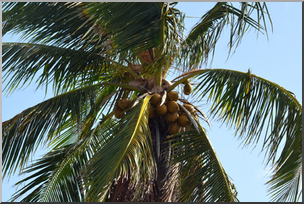 Photo: Coconut Tree 01a LowRes
