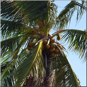 Photo: Coconut Tree 01b HiRes