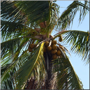Photo: Coconut Tree 01b LowRes