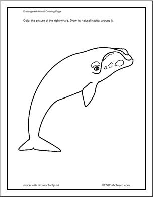 Coloring Page: Right Whale