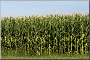 Photo: Corn Field 01a HiRes
