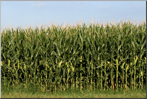 Photo: Corn Field 01a LowRes