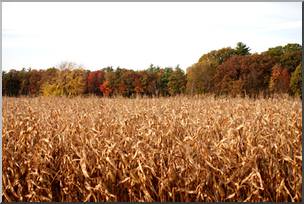 Photo: Corn Field 02a LowRes