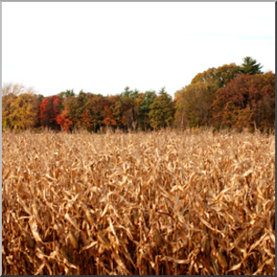 Photo: Corn Field 02b LowRes